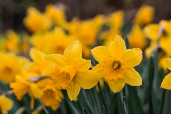 Daffodils by William Wordsworth