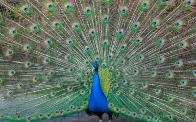 Idiom: Proud as a peacock