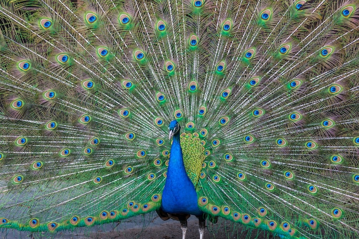 Idiom: Proud as a peacock